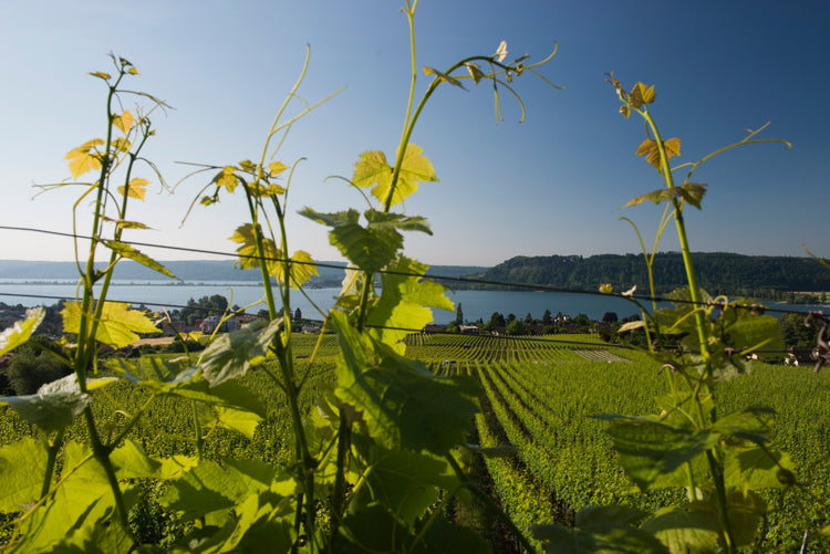 Grillette Domaine de Cressier