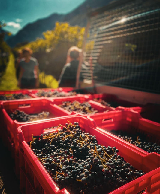Cantina Settemaggio
