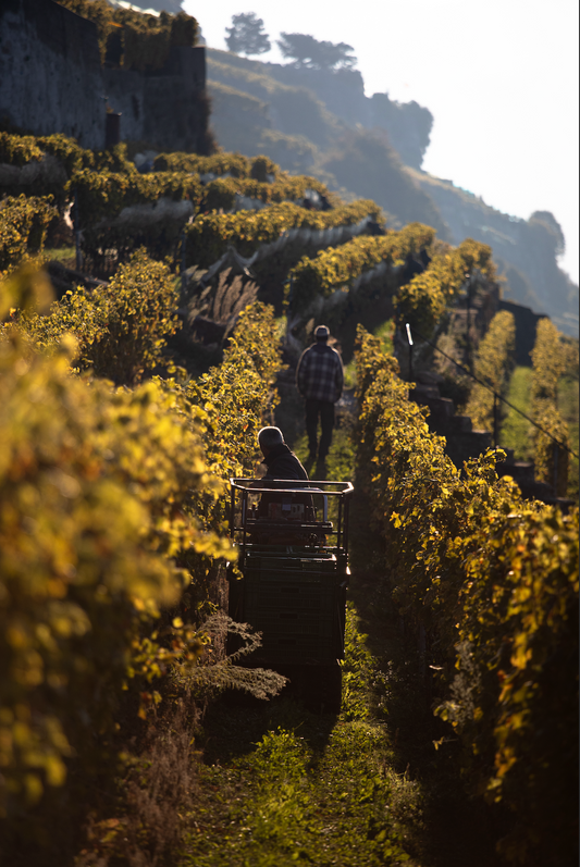 Clos des Abbayes - Ville de Lausanne