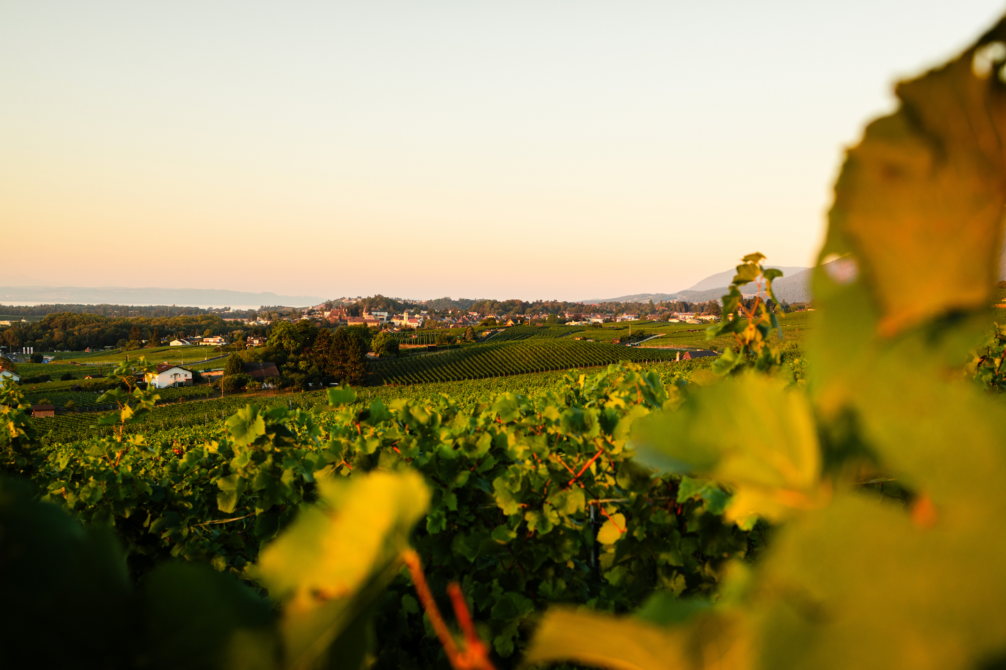 Domaine de Montmollin
