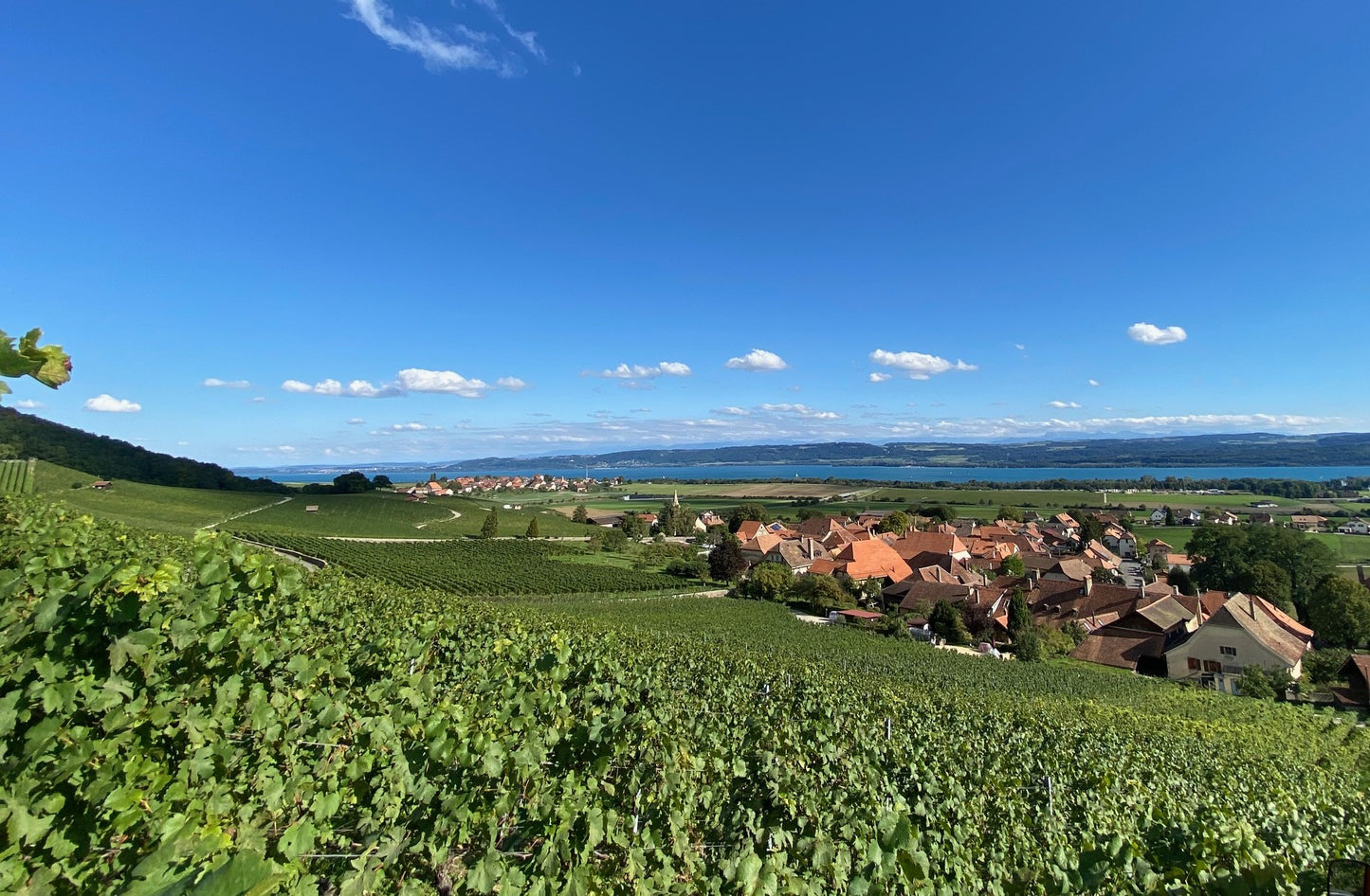 Les Frères Bloesch - Domaine La Boulaz