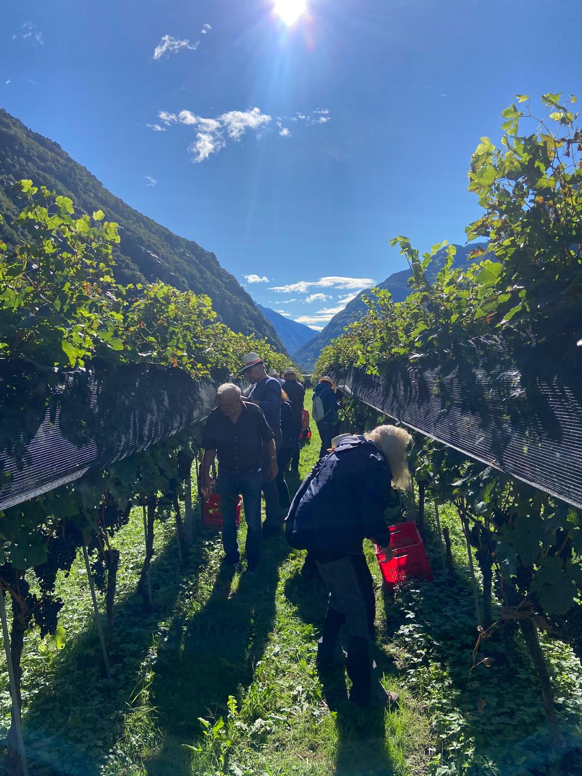 Cantina Settemaggio