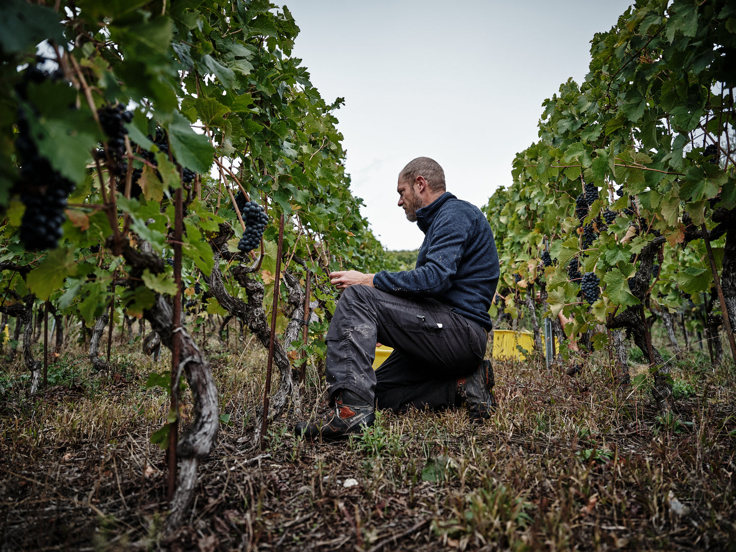 Le Vin de l'A