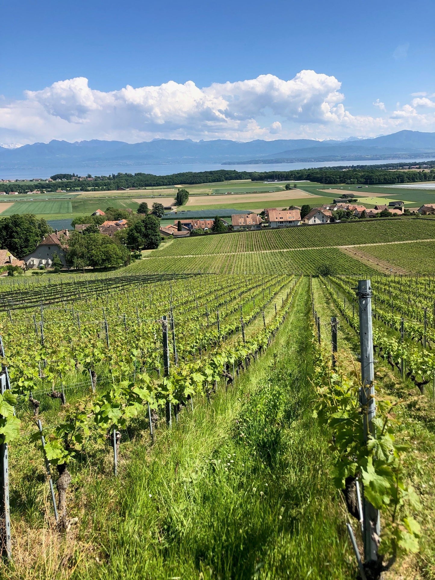 Cave du Treyblanc