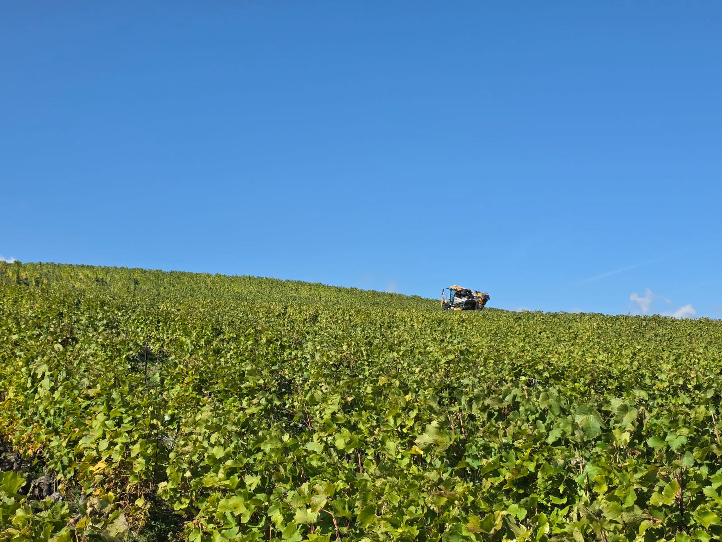 LES VIGNOLLES